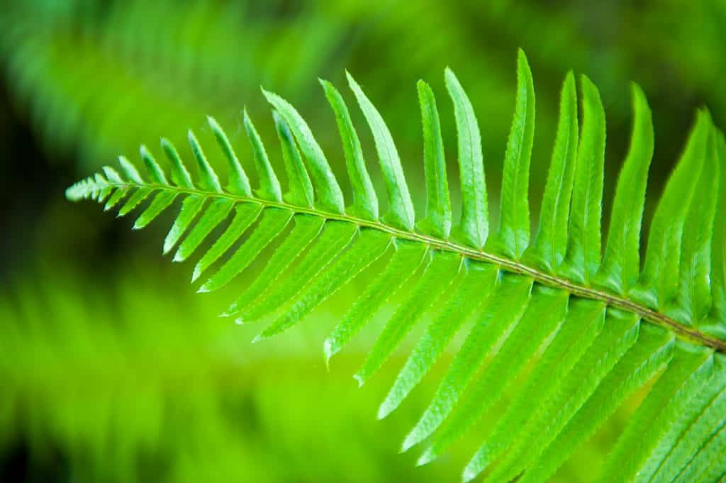 10 Best Plants To Grow Under Cedar Trees 1